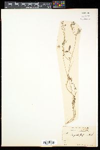 Image of Corydalis filiformis