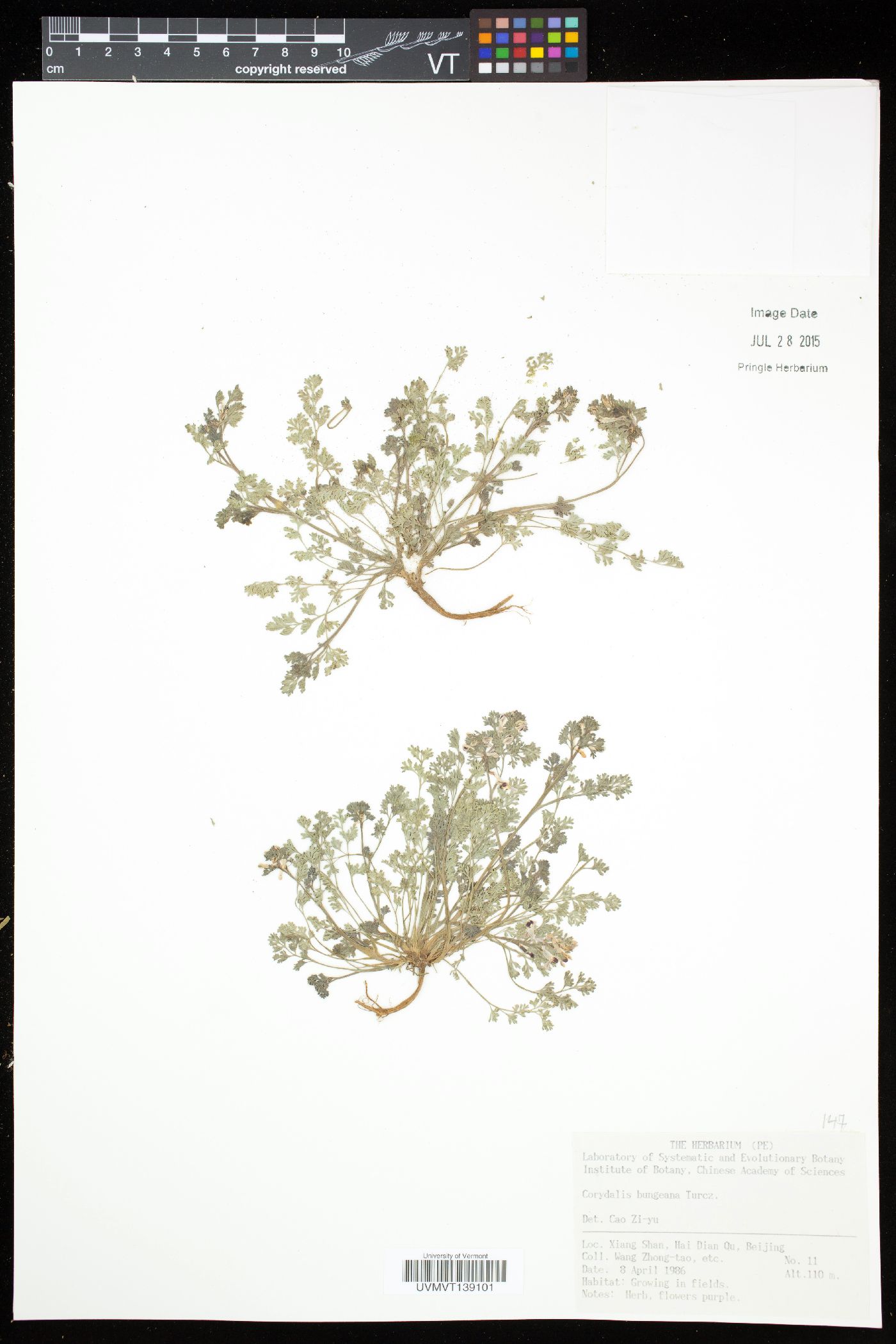 Corydalis bungeana image