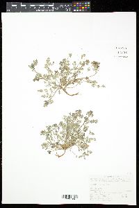Image of Corydalis bungeana