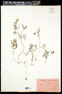 Corydalis lineariloba image