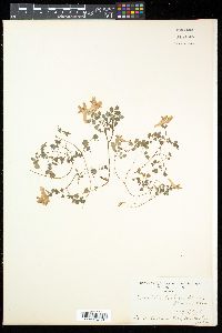 Corydalis bulbosa image