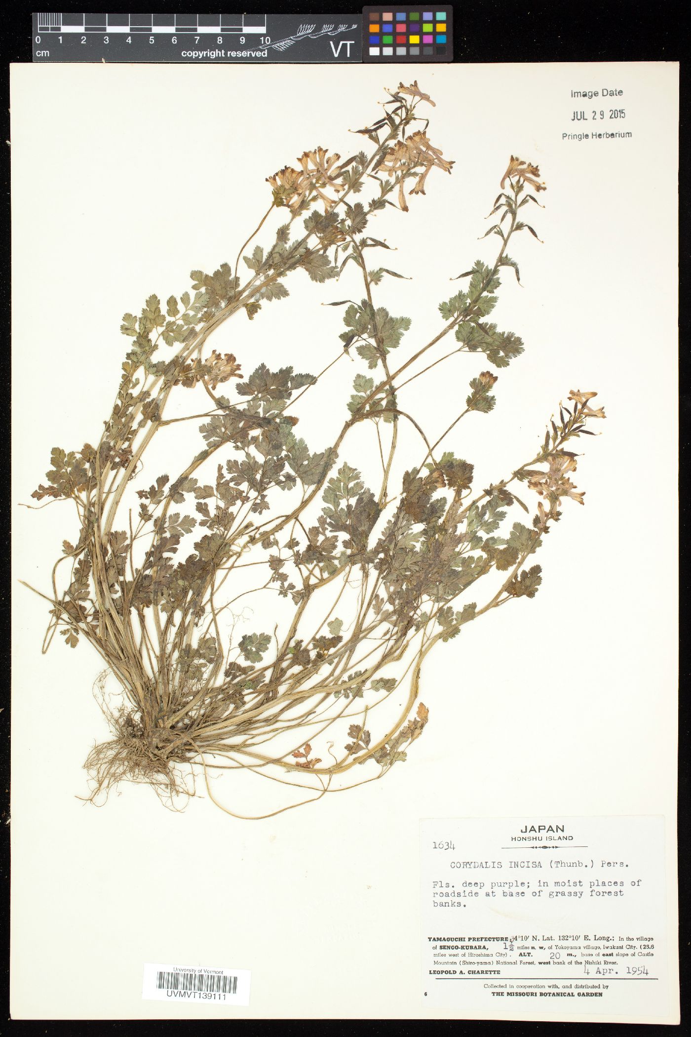 Corydalis incisa image