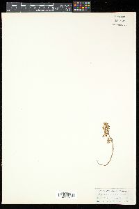 Image of Corydalis juncea