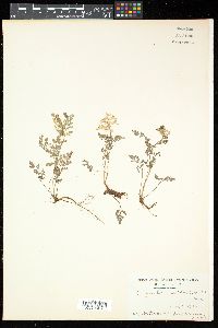 Image of Corydalis pallida