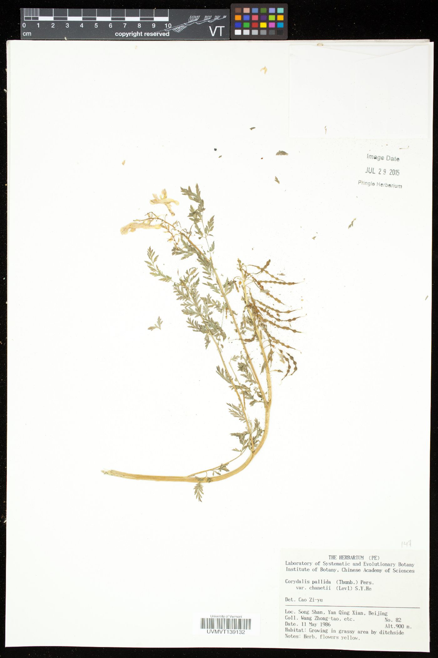 Corydalis wilfordii image