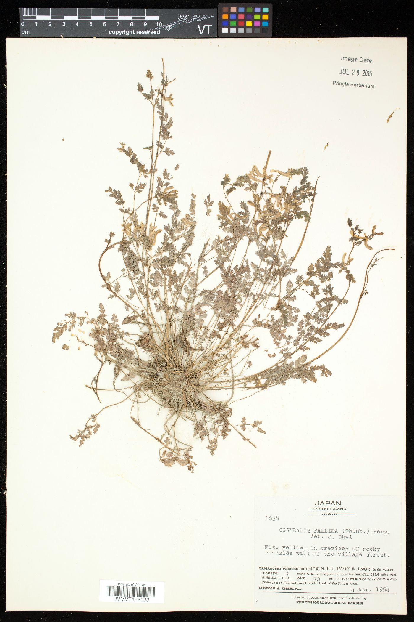 Corydalis pallida image