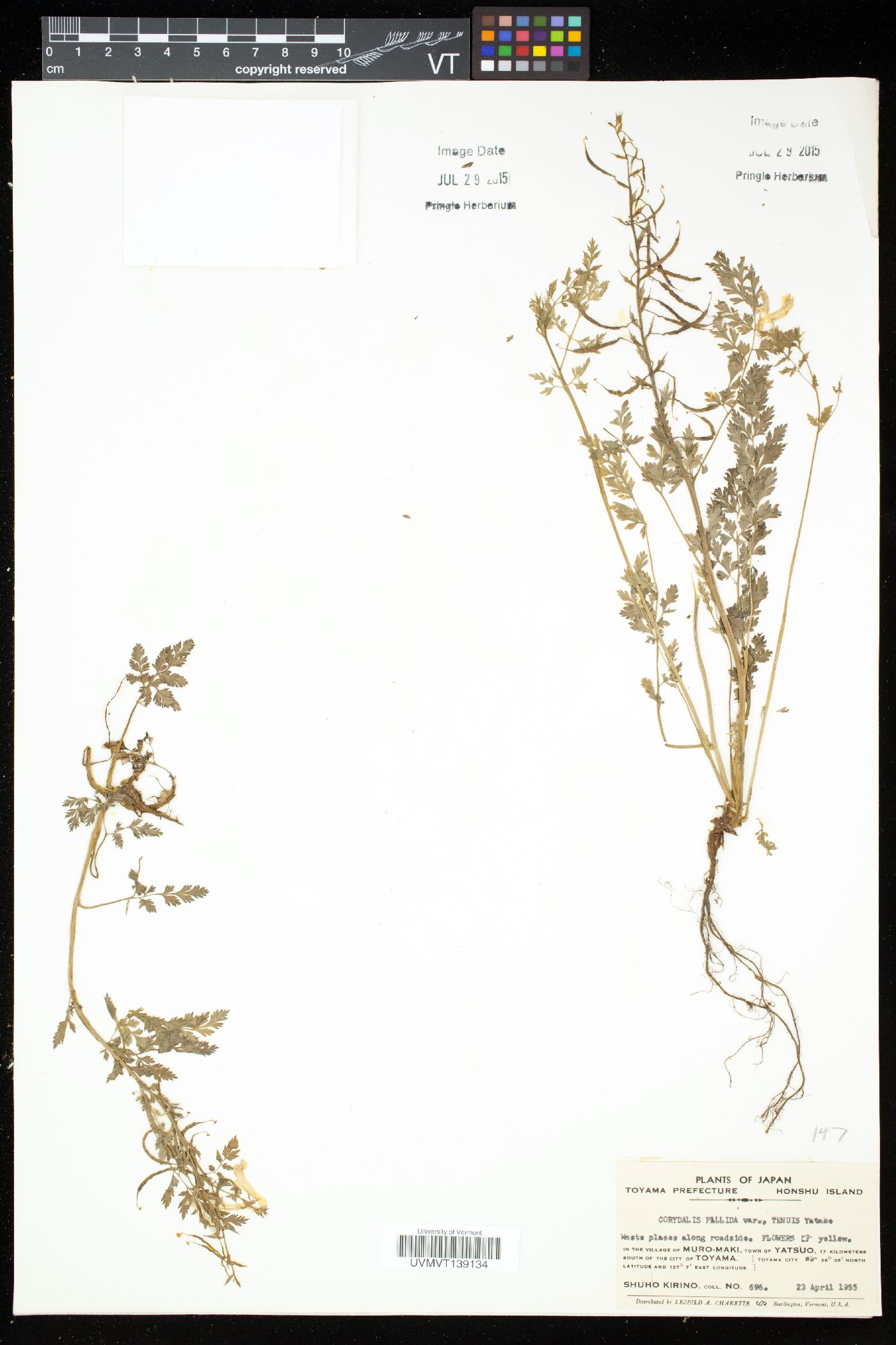 Corydalis pallida image