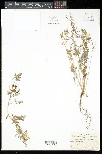 Corydalis pallida image