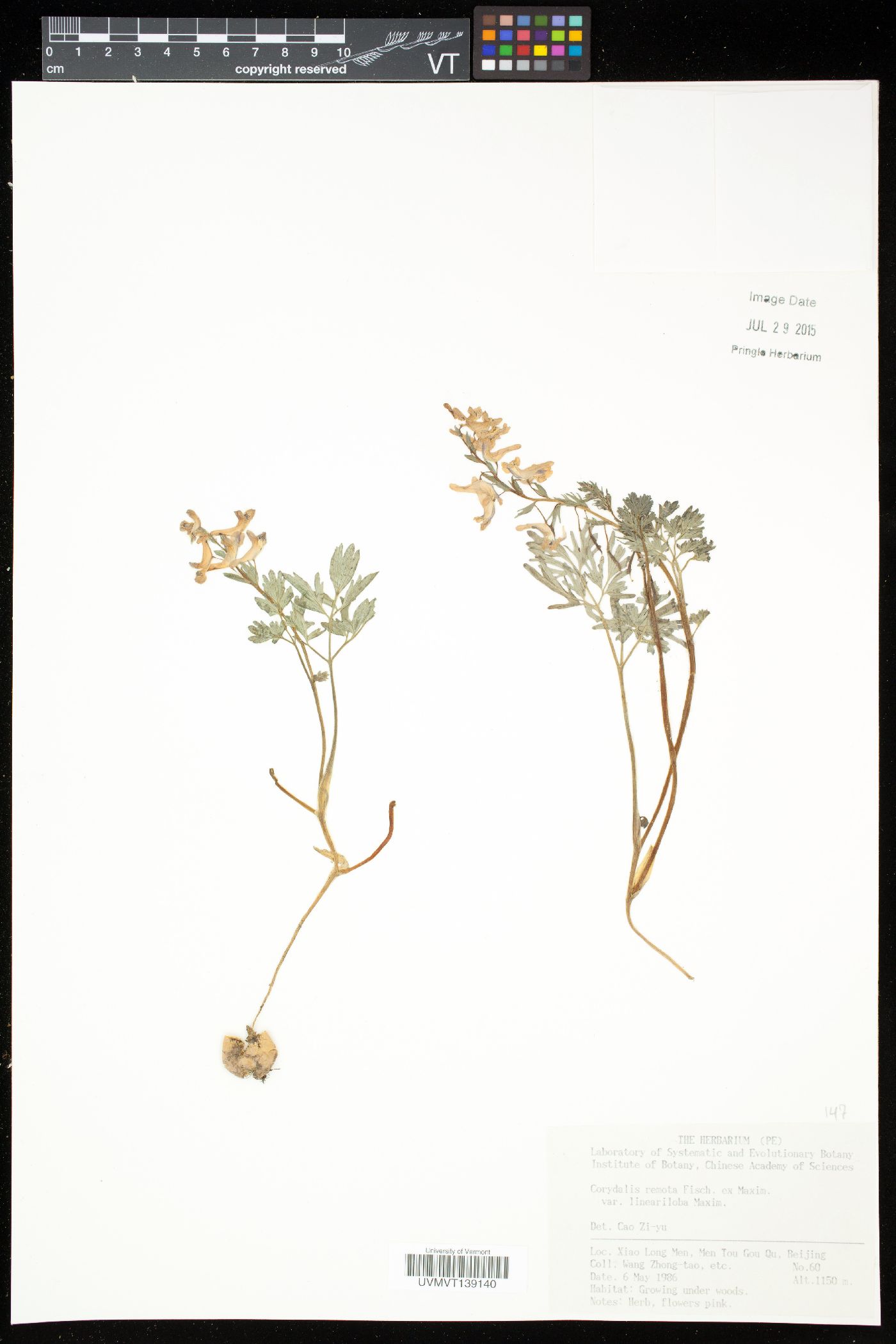 Corydalis turtschaninovii subsp. turtschaninovii image