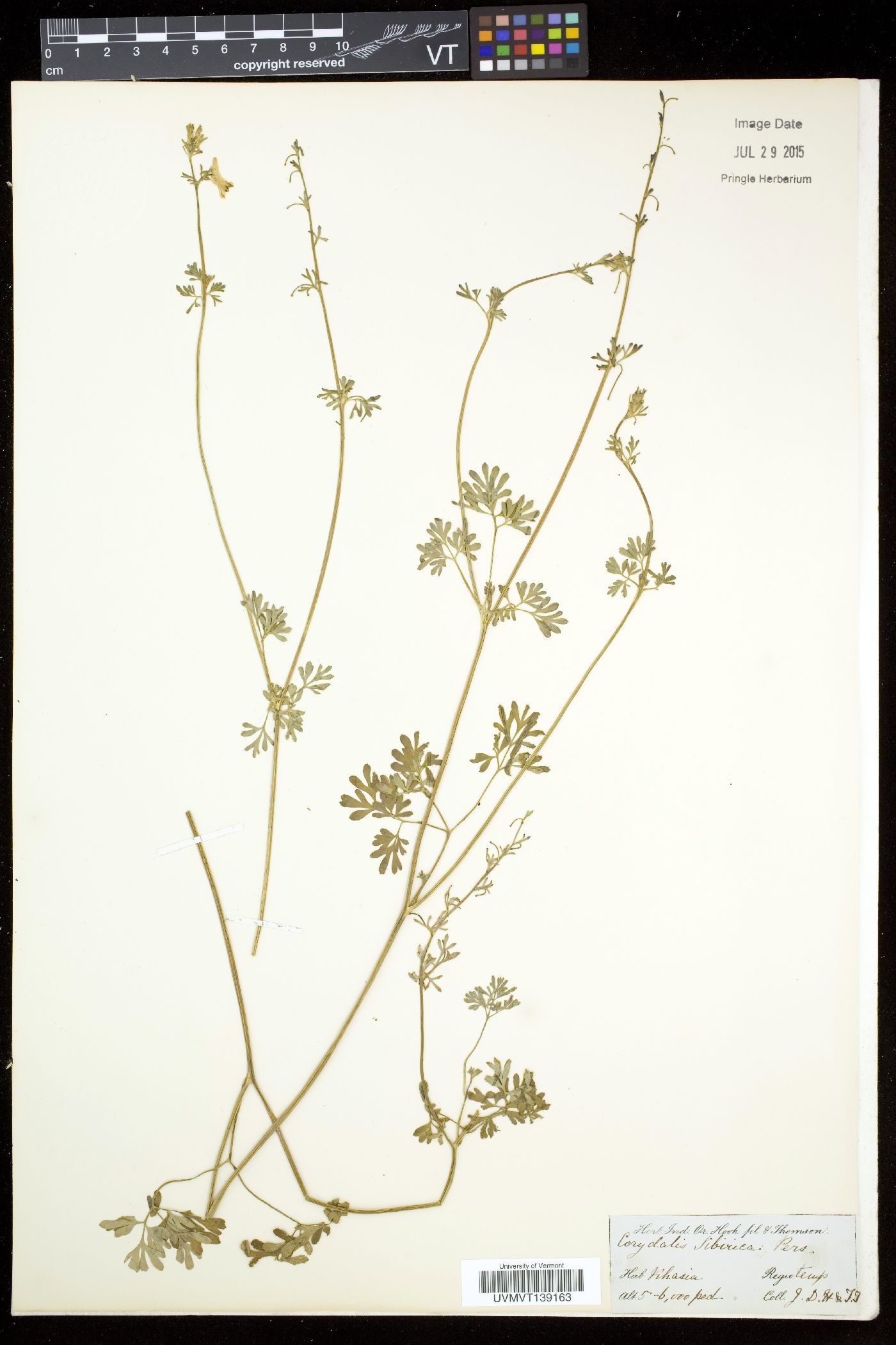 Corydalis sibirica image