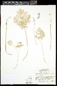 Dicentra cucullaria image