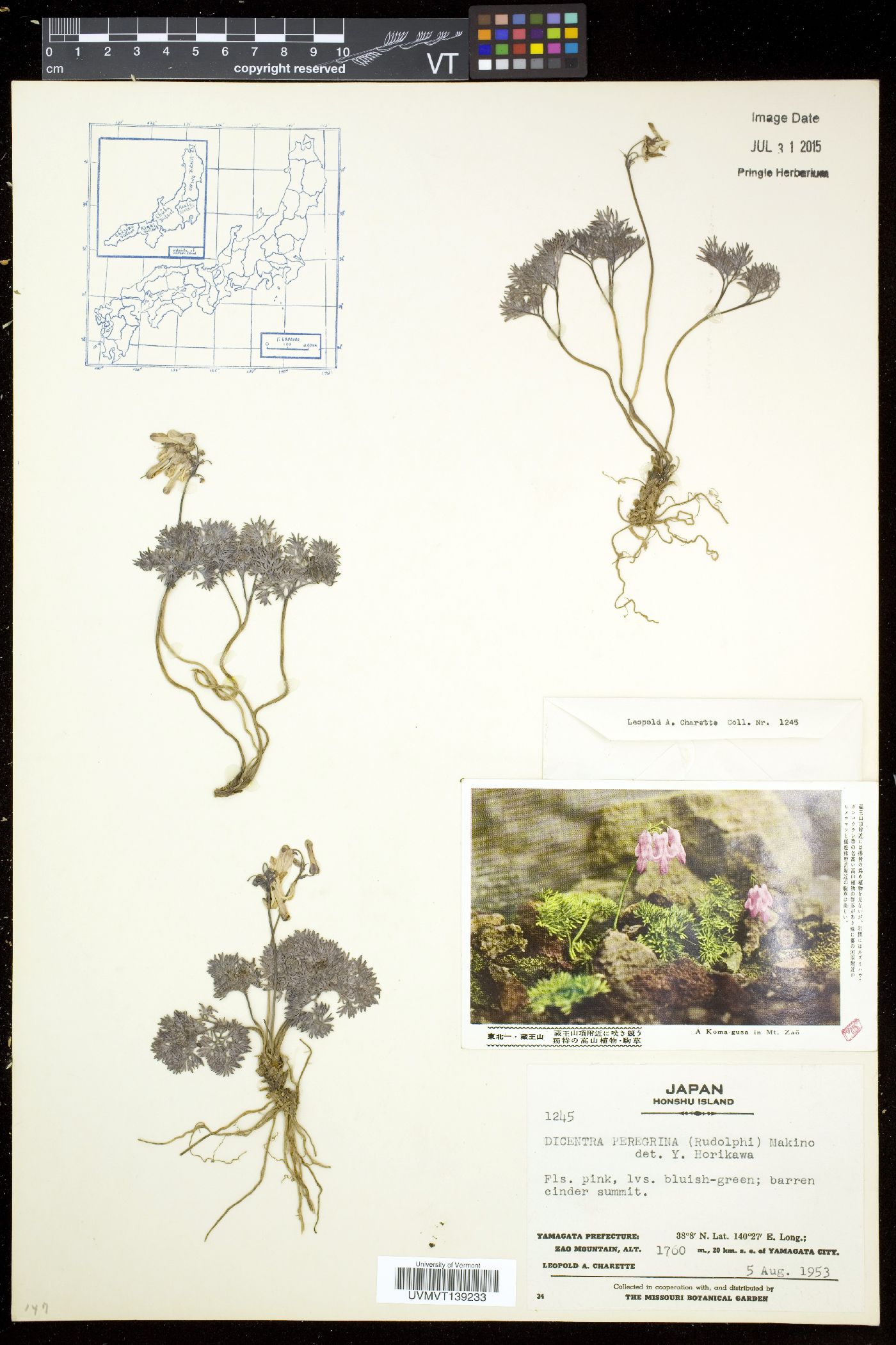 Dicentra peregrina image