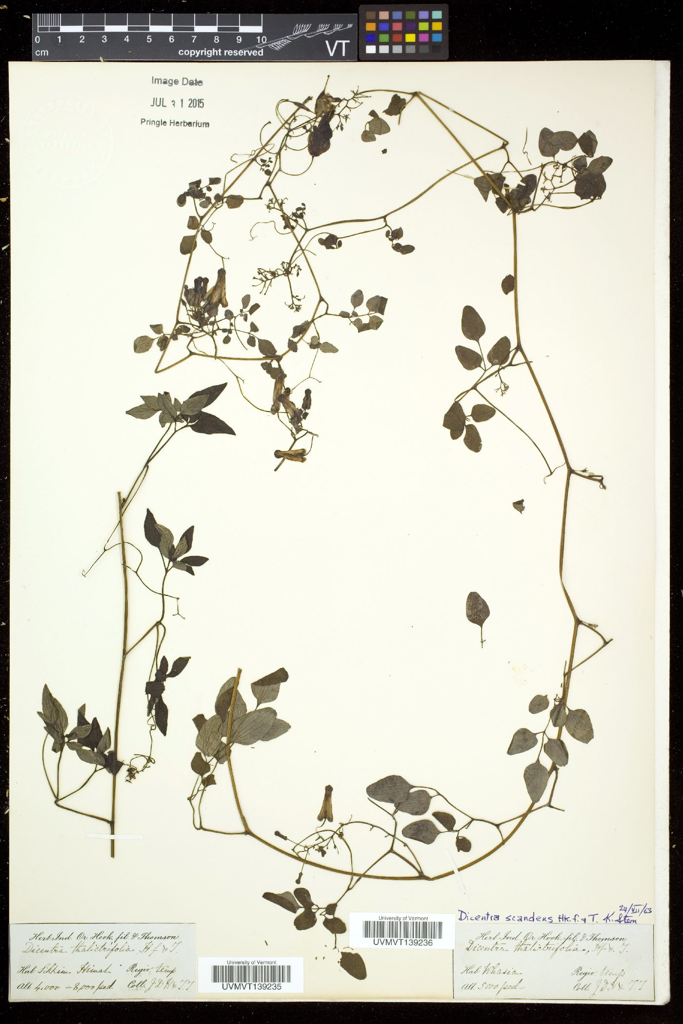 Dactylicapnos scandens image
