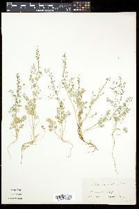 Corydalis cava image