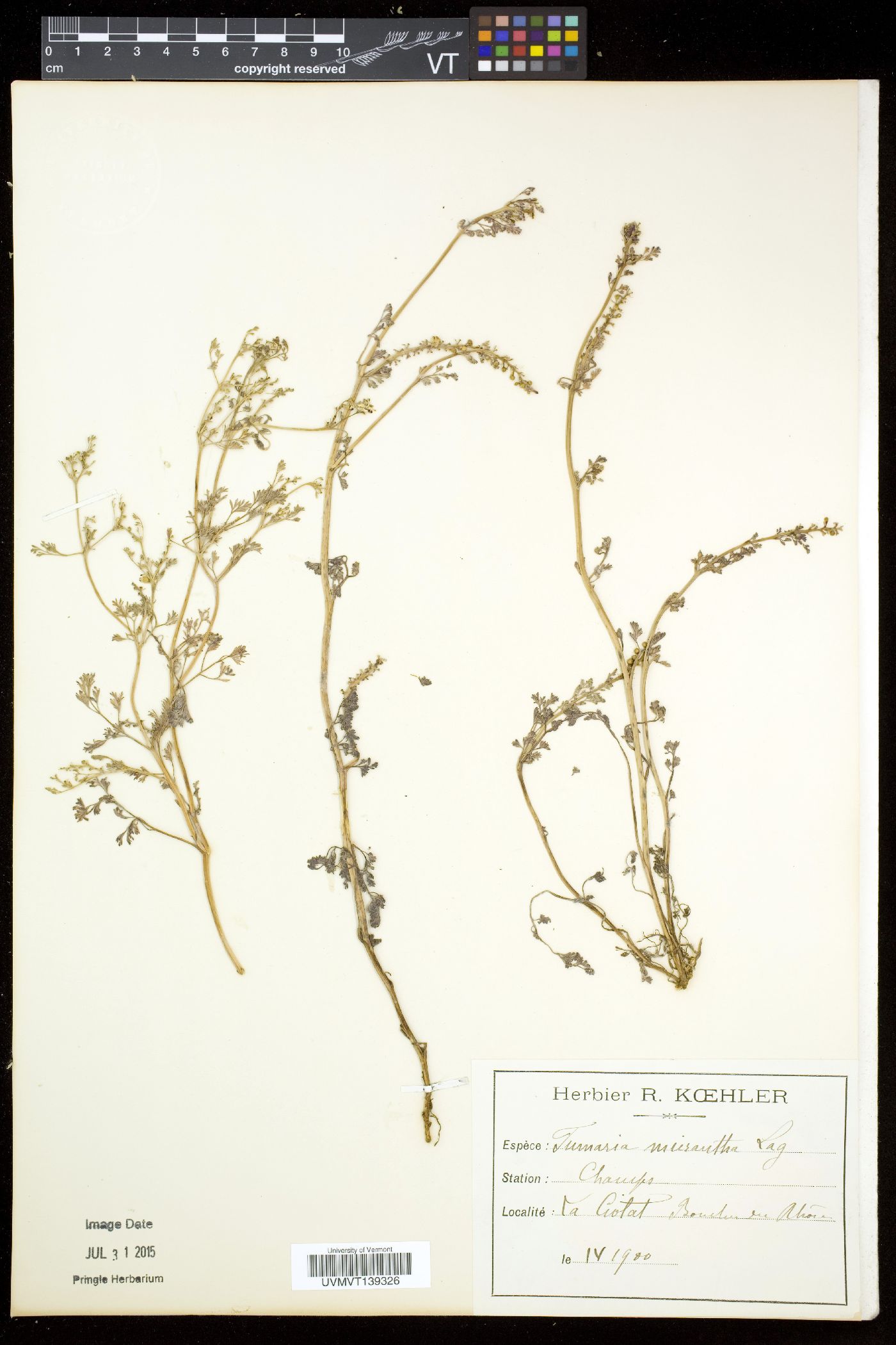 Fumaria densiflora image