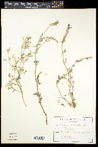 Fumaria densiflora image