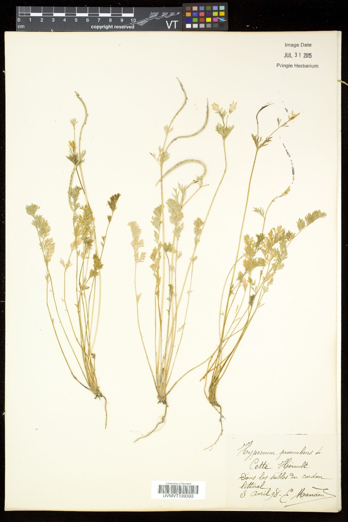 Hypecoum procumbens image