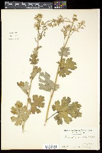 Bocconia cordata image