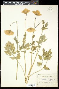 Papaver cambricum image