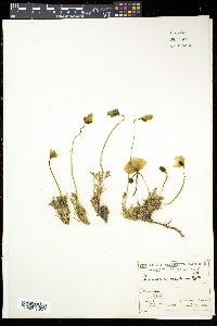 Papaver radicatum image