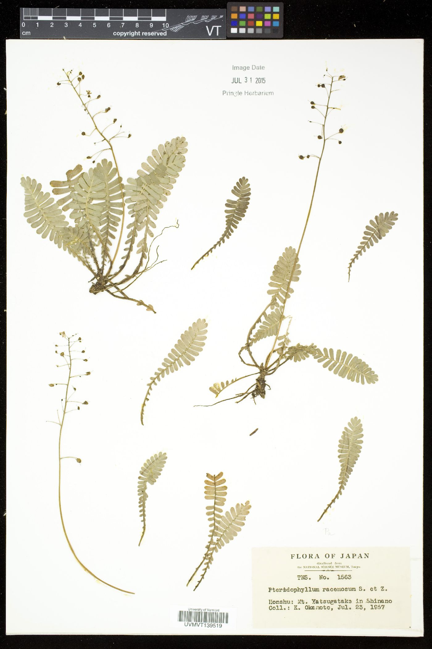 Pteridophyllum image