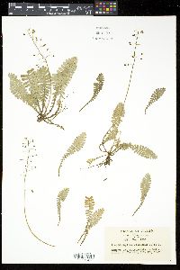 Media resource of Pteridophyllum racemosum
