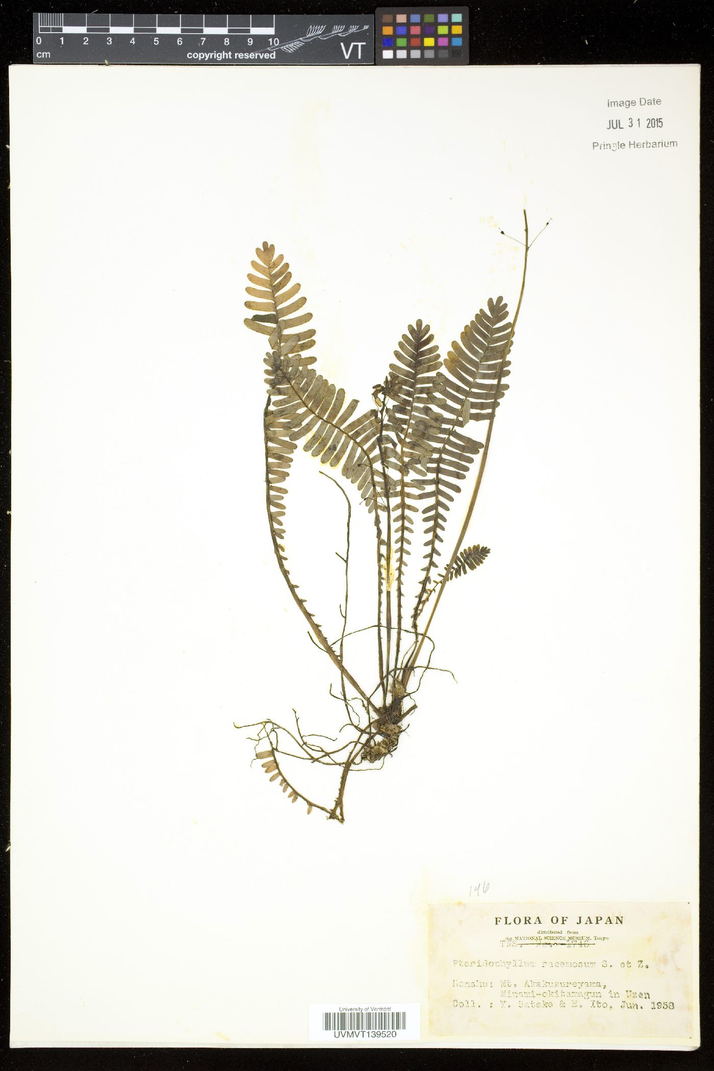Pteridophyllum racemosum image