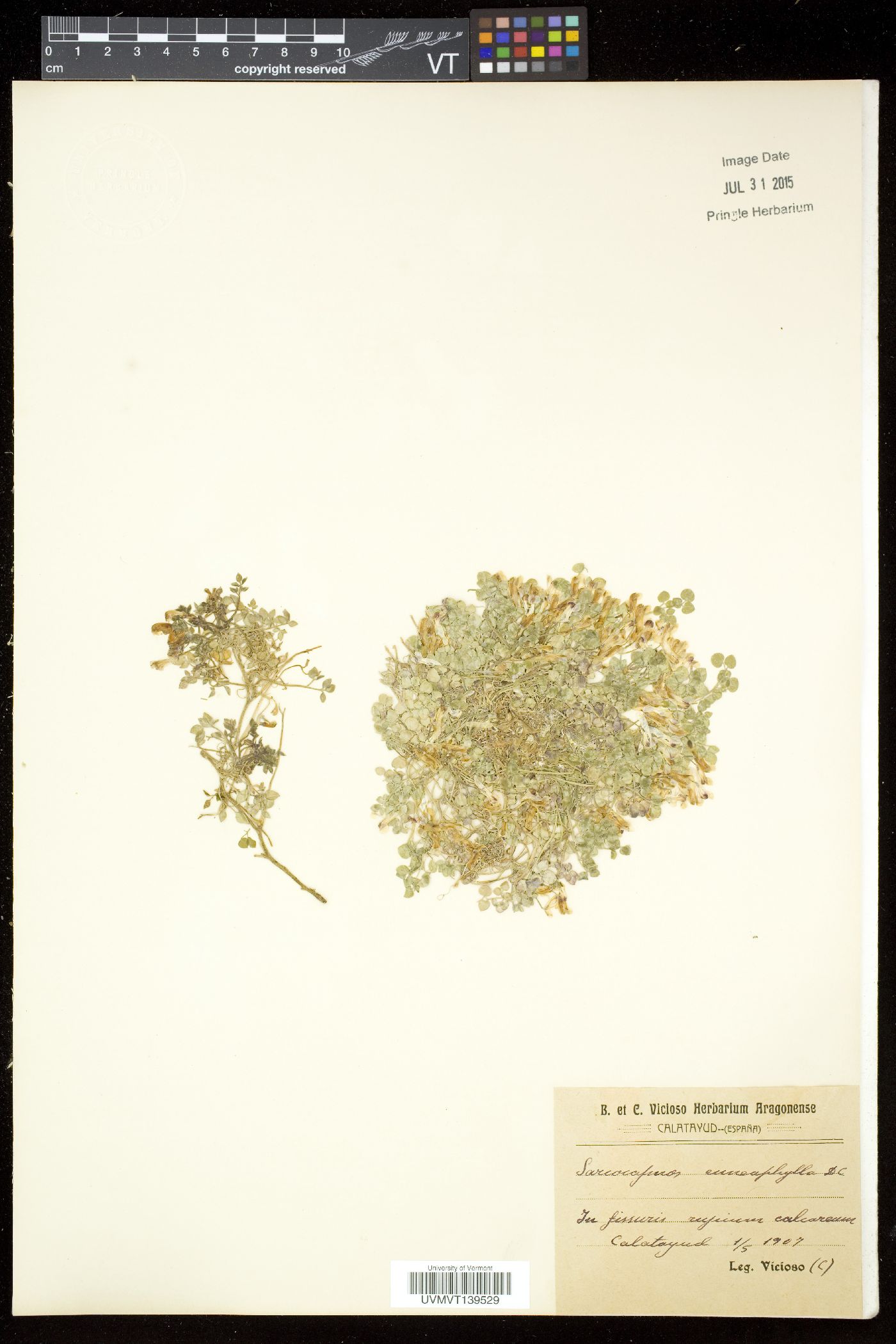 Sarcocapnos image