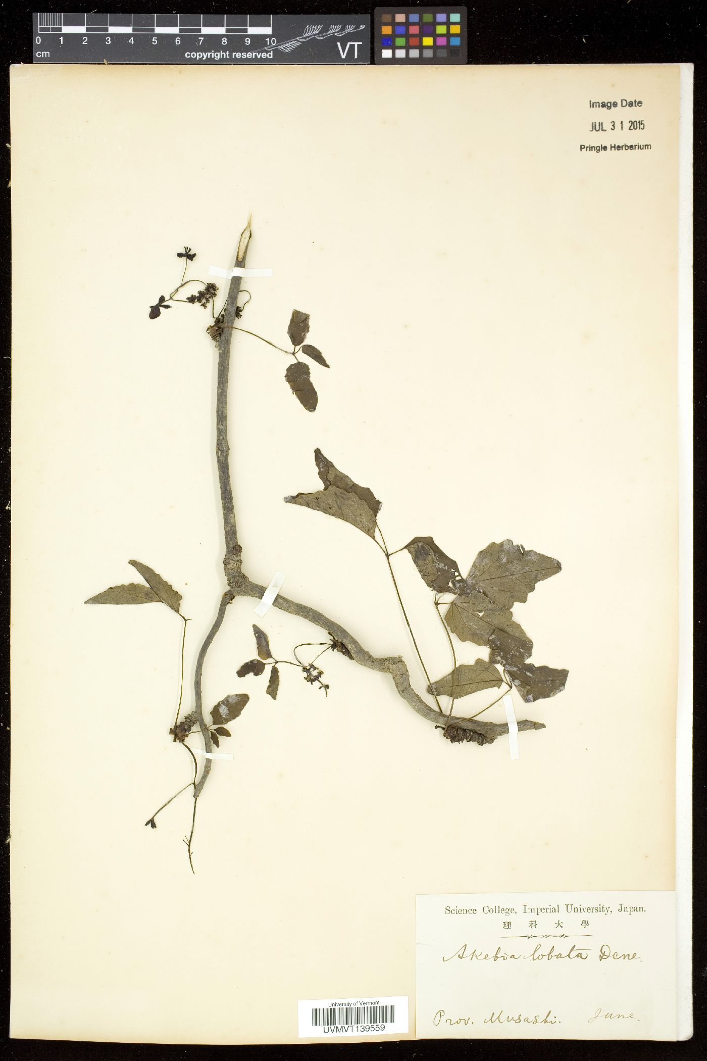 Akebia lobata image
