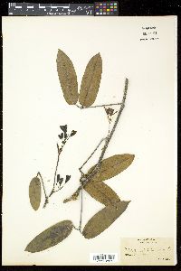 Image of Holboellia latifolia