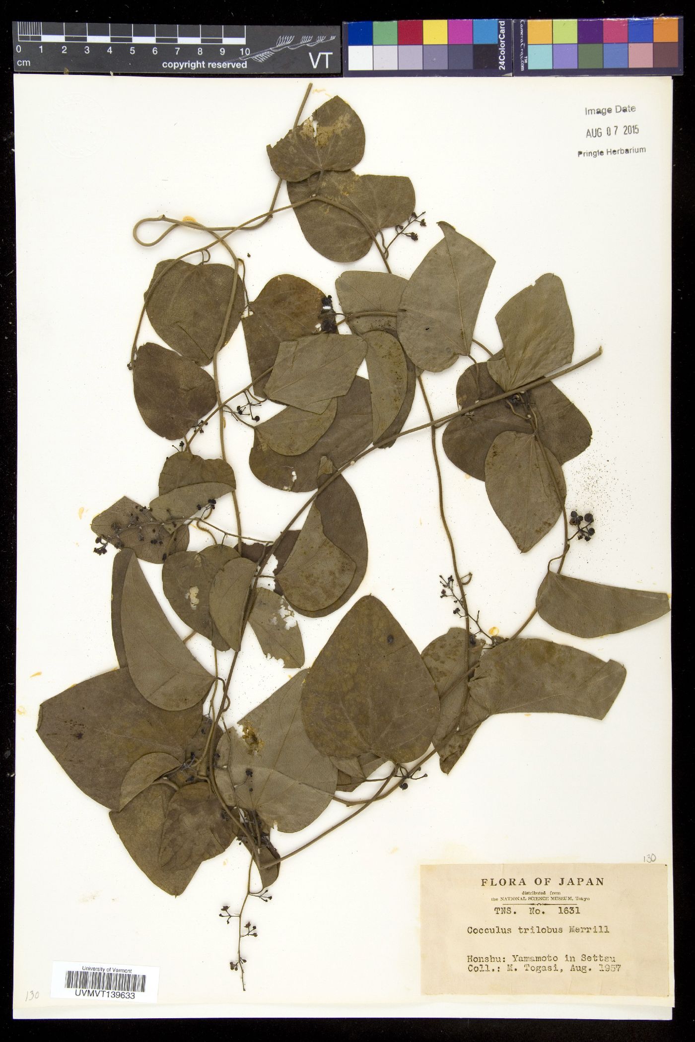 Cocculus trilobus image