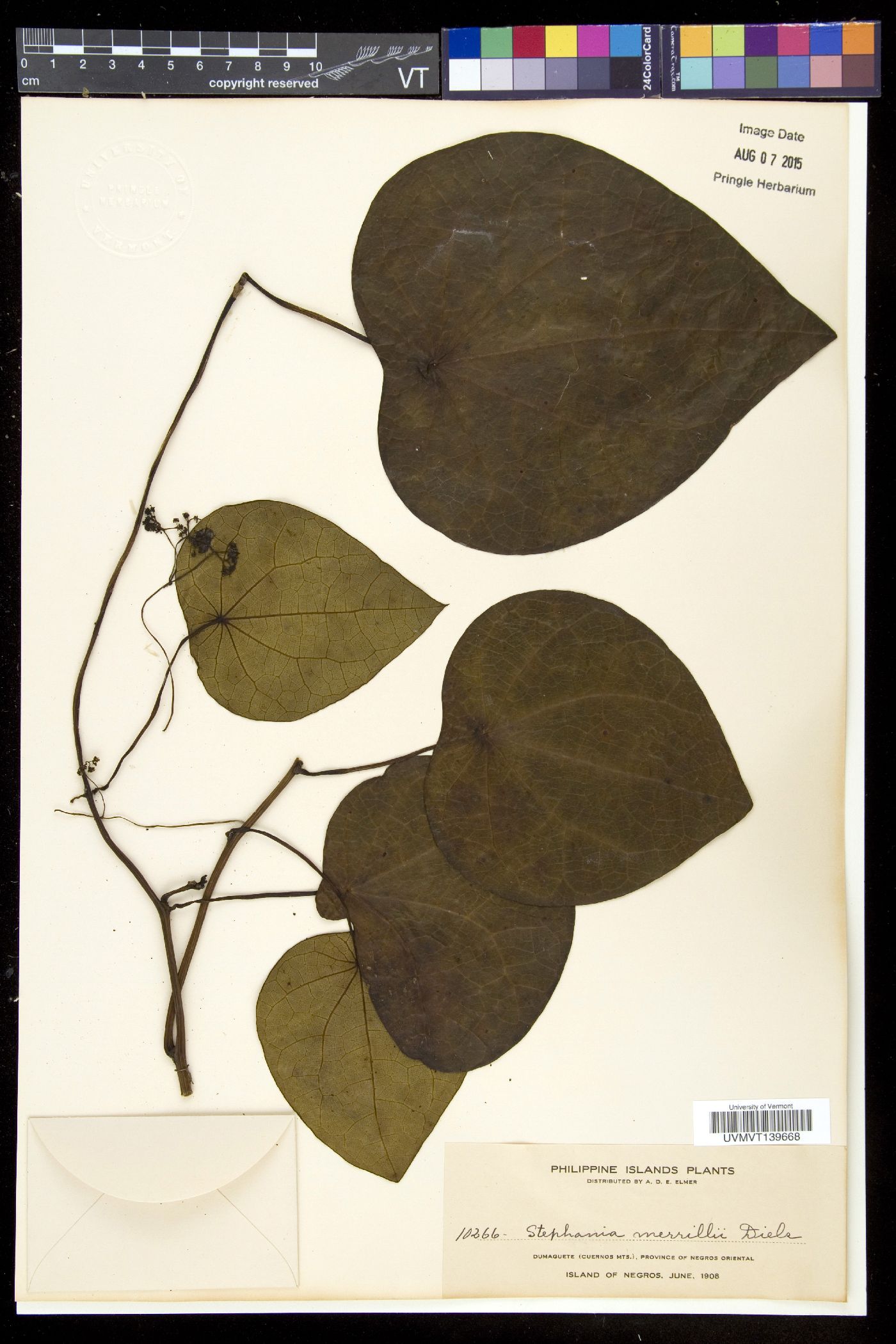 Stephania corymbosa image