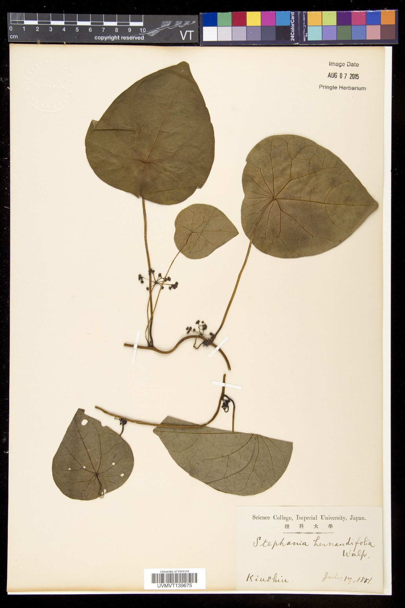 Stephania abyssinica image