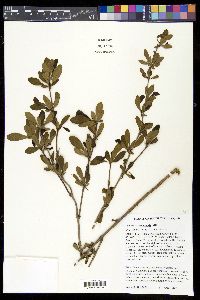 Berberis canadensis image