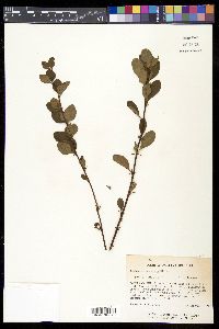 Berberis canadensis image