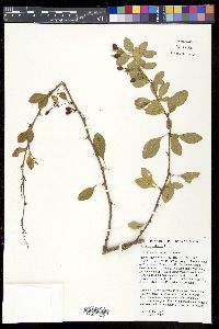 Berberis vulgaris image