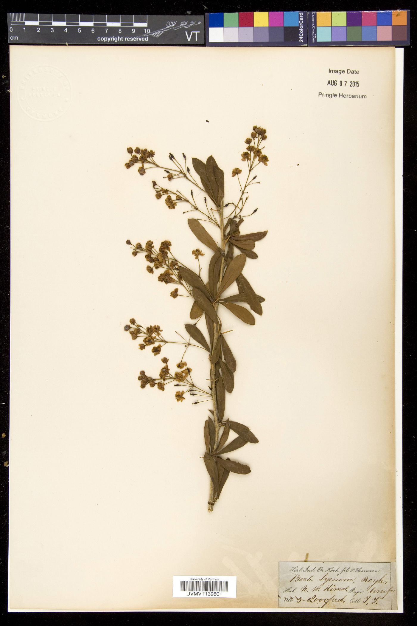 Berberis lycium image