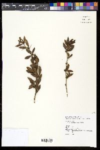 Berberis kawakamii image