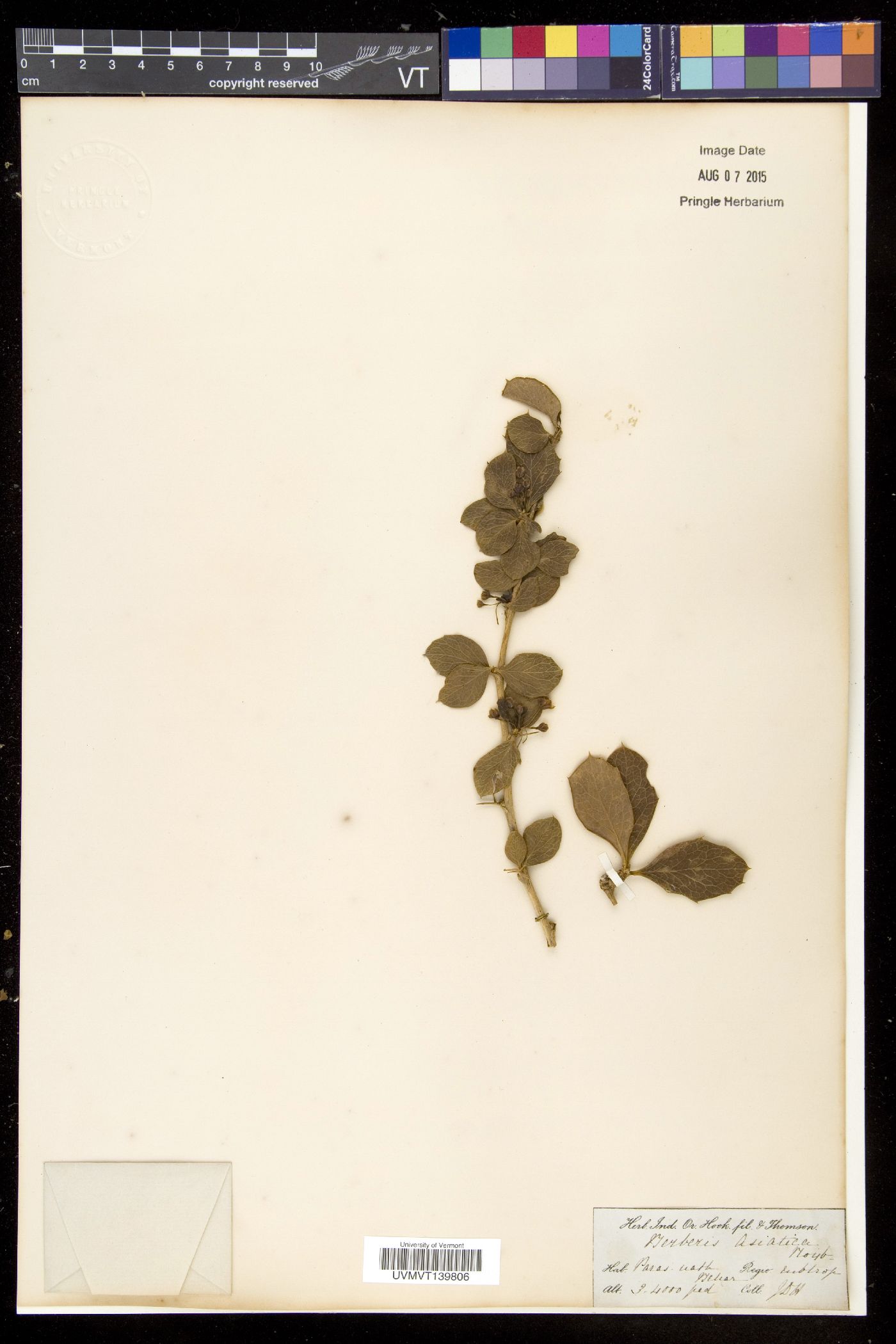 Berberis asiatica image
