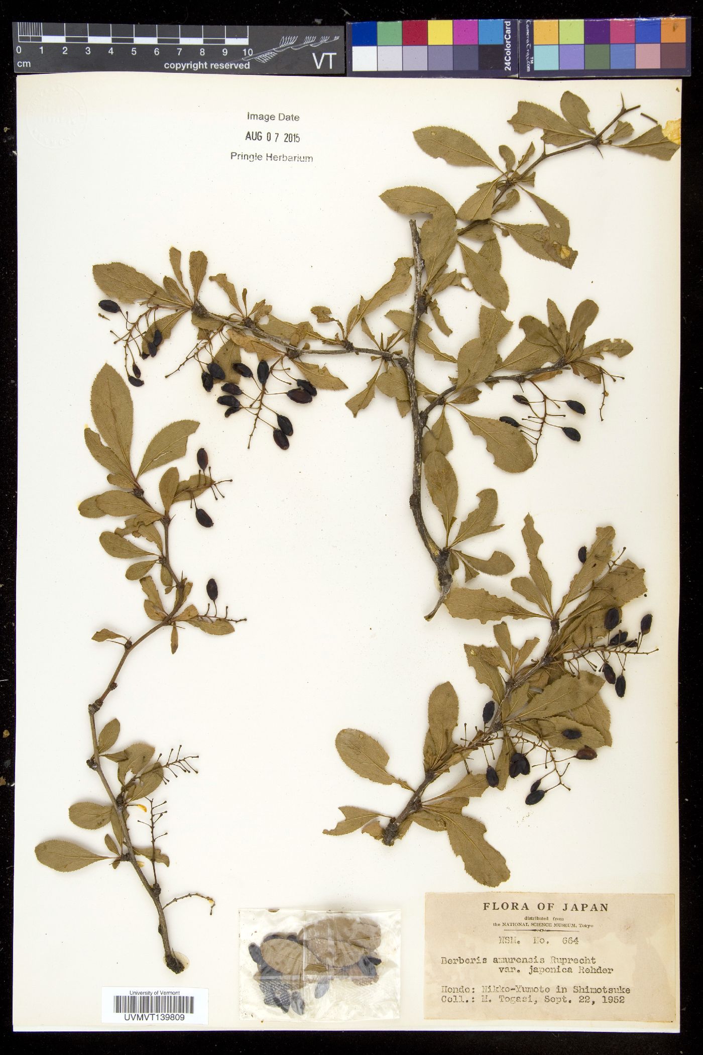 Berberis amurensis var. japonica image