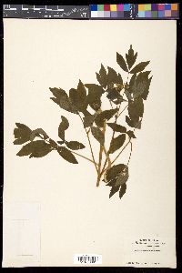 Caulophyllum robustum image