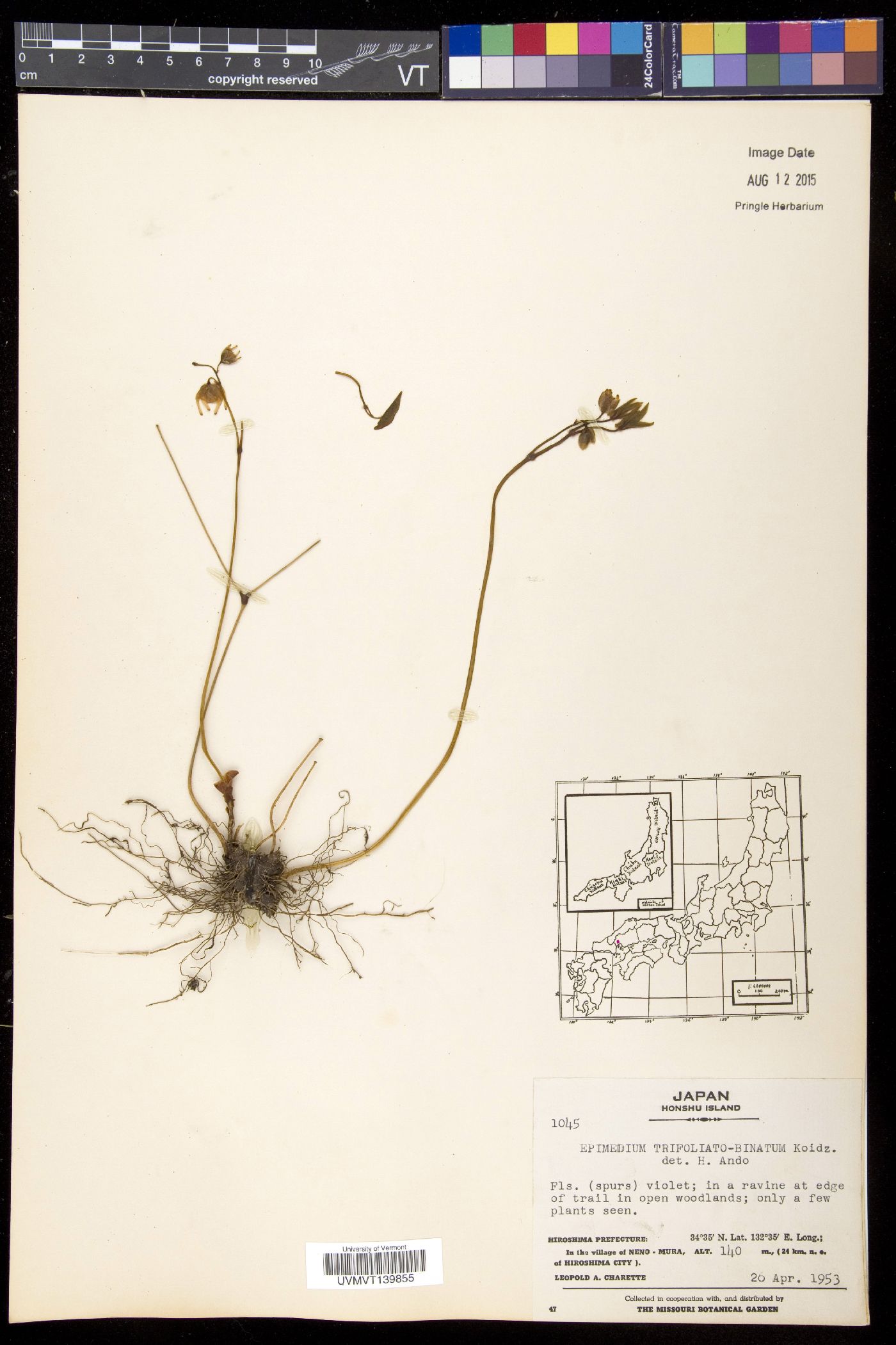 Epimedium trifoliatobinatum image