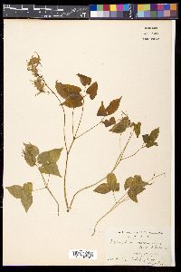 Epimedium macranthum image