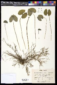 Jeffersonia diphylla image