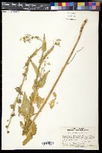 Image of Aconitum heterophyllum