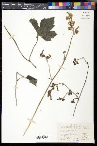 Aconitum alboviolaceum image