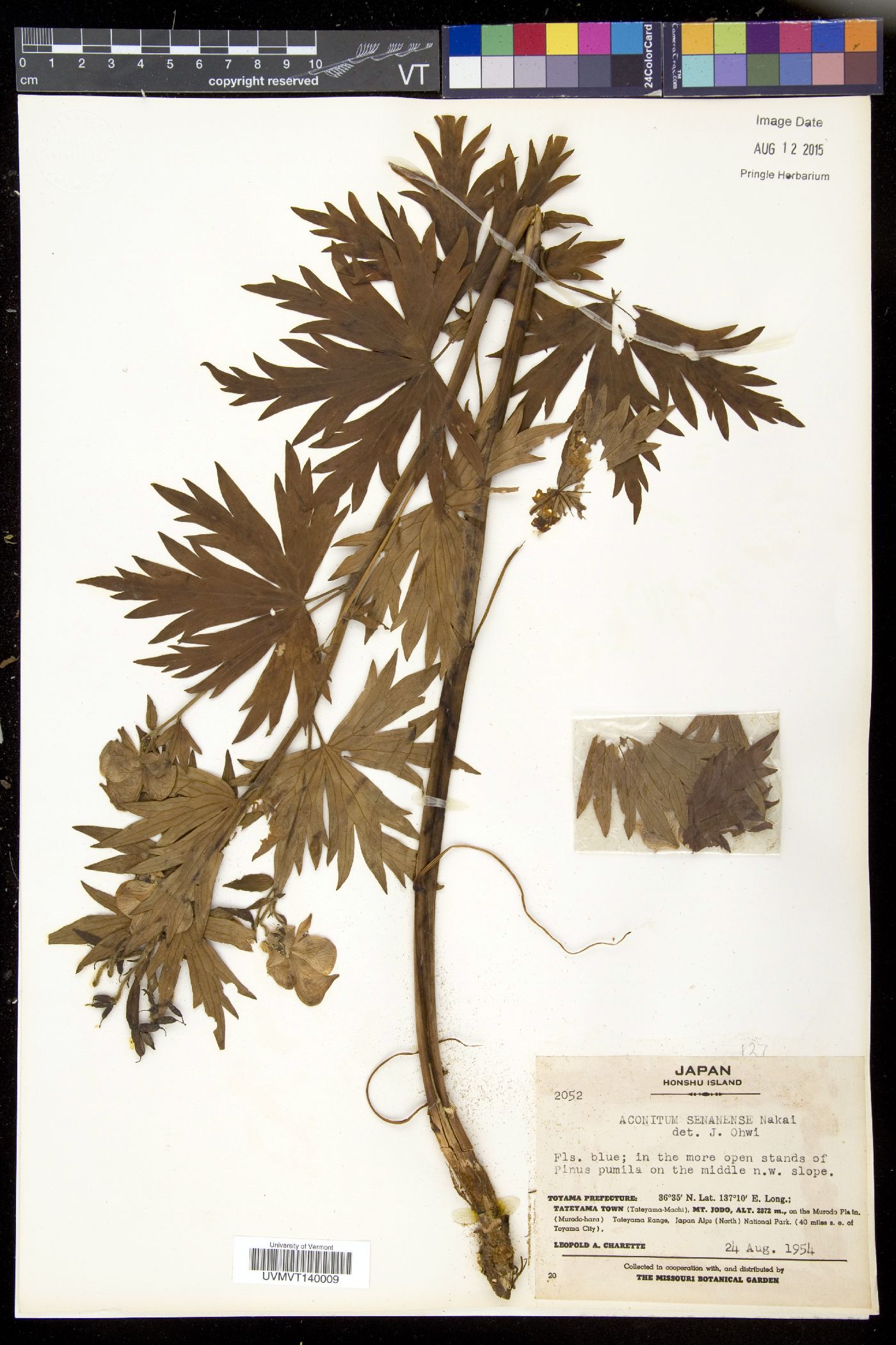 Aconitum senanense image