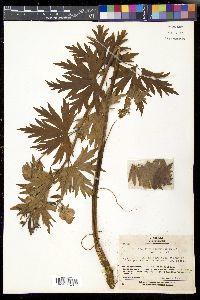 Image of Aconitum senanense