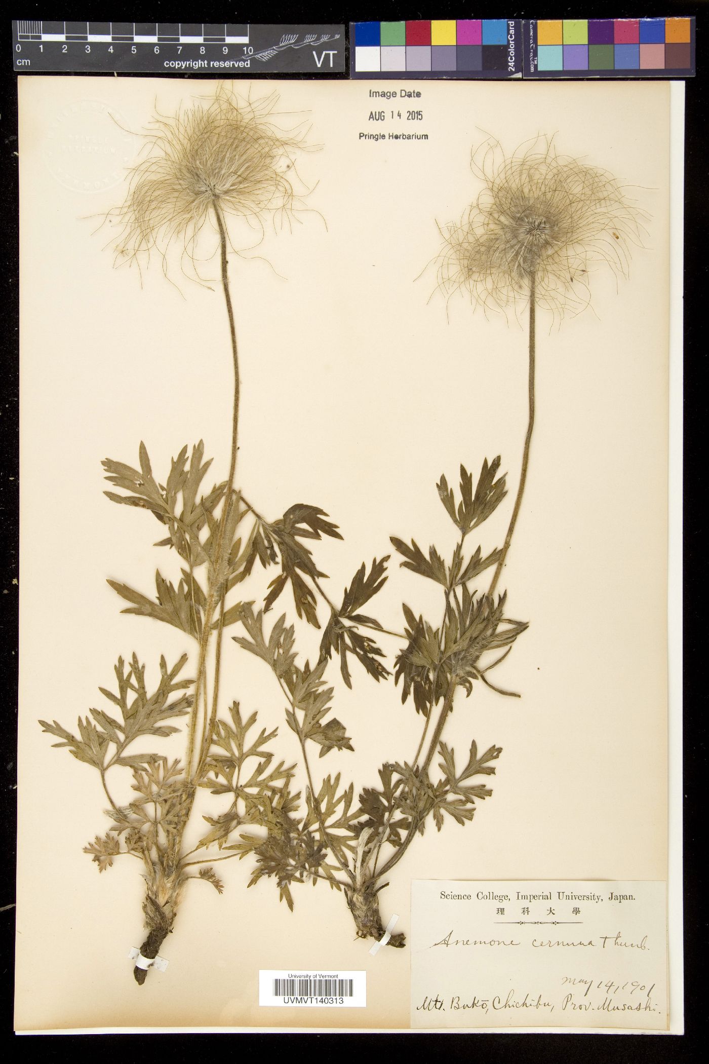 Pulsatilla cernua image