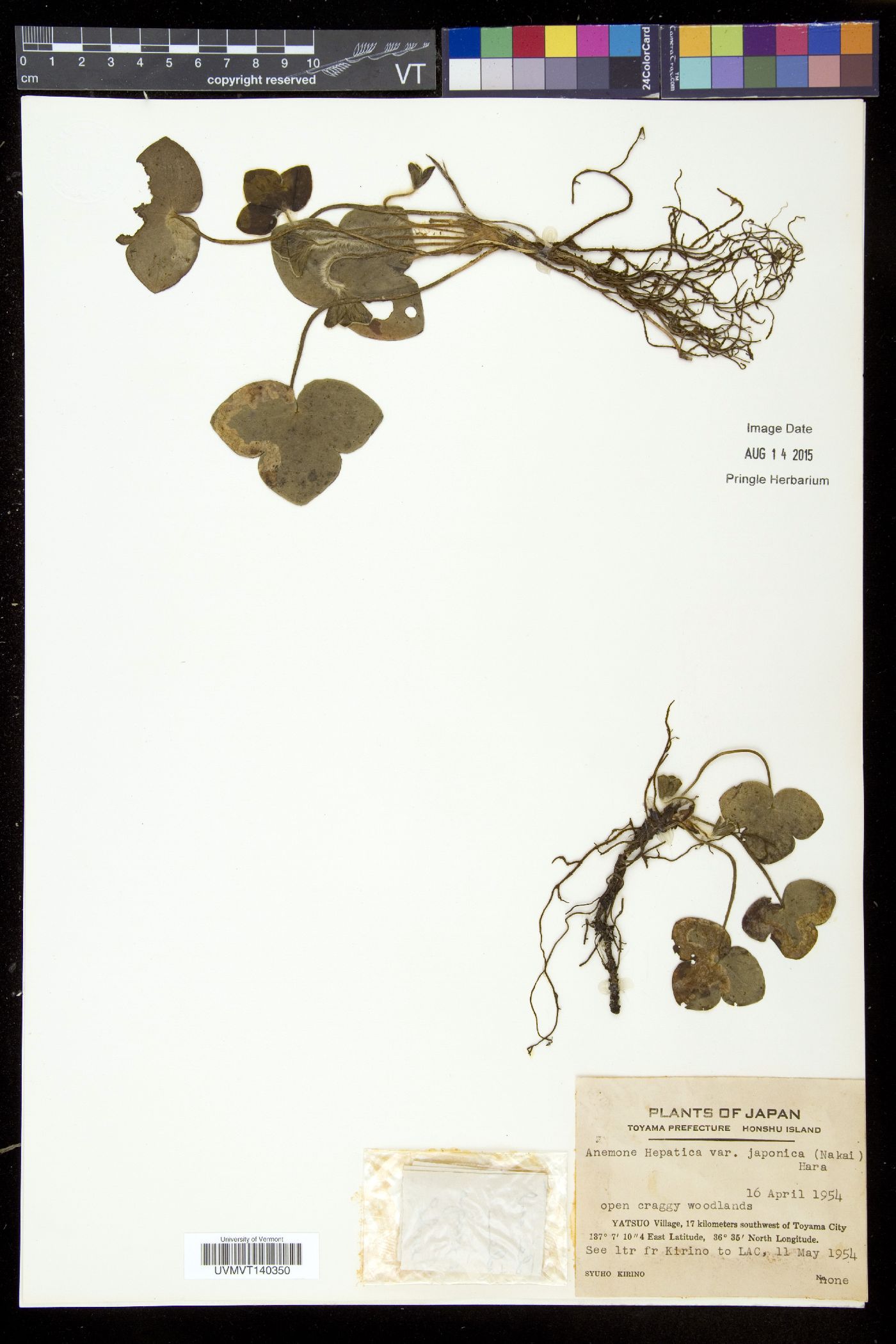 Hepatica nobilis var. asiatica image